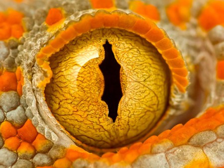 Macro 