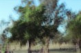 /album/fotogaleria-impresionista/a18-jpg/