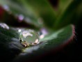 /album/macro-/macro-photography-perfect-water-droplet-tonivc-jpg/